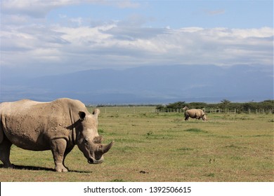 A Northern White Rhino In Kenya