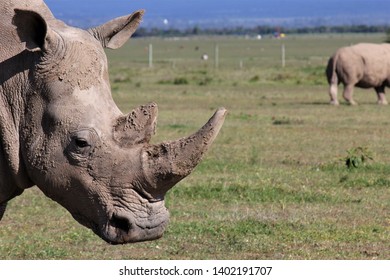 A Northern White Rhino In Kenya