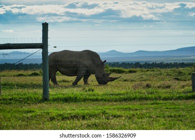 Northern White Rhino In Kenya