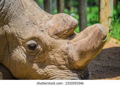 Northern White Rhino Sudan Close Up