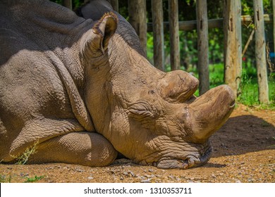 Northern White Rhino Sudan In Kenya