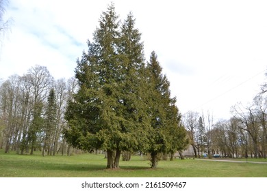 Northern white-cedar, evergreen coniferous tree (Thuja occidentalis)