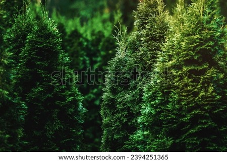 Northern white-cedar (Thuja occidentalis) trees in tree nursery, green hedge natural background