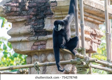 Northern White-Cheeked Gibbon Swinging Around