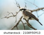 Northern White-crowned Shrike - Eurocephalus ruppelli, beautiful special perching bird from African bushes and savannahs, Taita hills, Kenya.