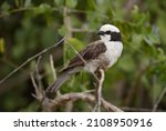 Northern White-crowned Shrike - Eurocephalus ruppelli, beautiful special perching bird from African bushes and savannahs, Taita hills, Kenya.