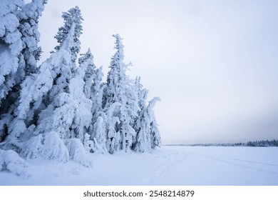 Northern winter scene with evergreen trees covered by heavy snow next to frozen lake
 - Powered by Shutterstock