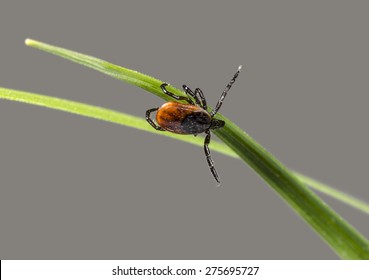 Northern Wisconsin Deer Tick