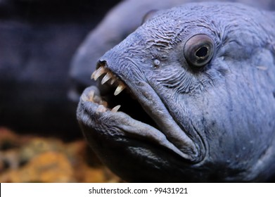 490 Wolffish Images, Stock Photos & Vectors | Shutterstock