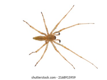 Northern yellow sac spider isolated on white background, Cheiracanthium mildei male - Shutterstock ID 2168915959