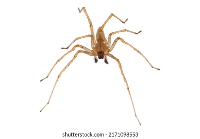 Northern Yellow Sac Spider Isolated On Stock Photo 2171098553 ...