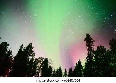 Northernlights with trees in front of in Kiruna  (Aurora Camp), sweden. (Febraury 2017)