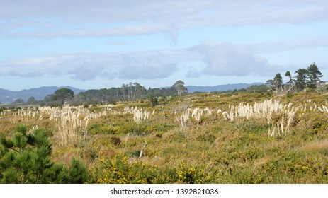 Northland, New Zealand - May 5th 2019.
The Path To Bream Bay