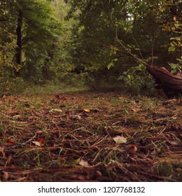 Northwest Indiana Autumn