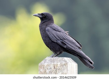 Northwestern crow bird at Vancouver BC Canada