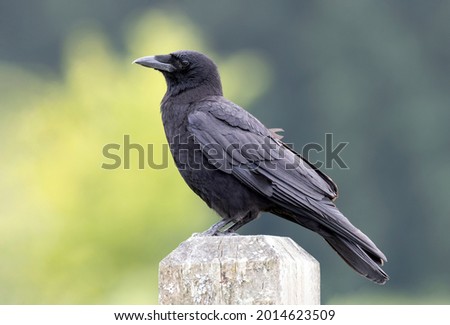 Northwestern crow bird at Vancouver BC Canada