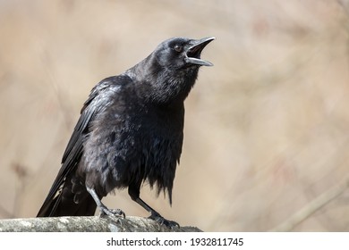 Northwestern Crow on a branch croaking 
