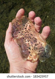 Northwestern Salamander Eggs