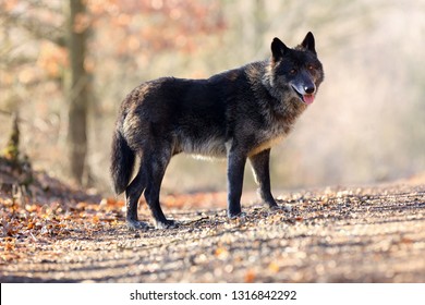 The northwestern wolf (Canis lupus occidentalis) standing on the road. The wolf (Canis lupus), also known as the grey/gray or timber wolf.