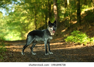 Northwestern Wolf Canis Lupus Occidentalis Staying Stock Photo 