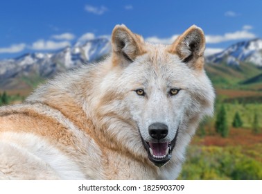 Northwestern wolf / Mackenzie Valley wolf (Canis lupus occidentalis) subspecies of gray wolf native to western North America, Canada and Alaska