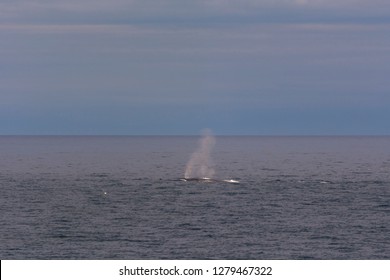 Norway.  Blue Whale (Balaenoptera Musculus) Spout.