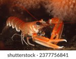 Norway lobster (also known as Dublin bay prawn, scampi or langoustine) on sea bed next to soft corals (dead men