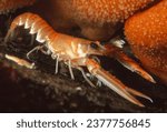 Norway lobster (also known as Dublin bay prawn, scampi or langoustine) on sea bed next to soft corals (dead men