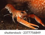 Norway lobster (also known as Dublin bay prawn, scampi or langoustine) on sea bed next to soft corals (dead men