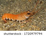 Norway lobster (also known as scampi, Dublin bay prawn or langoustine) on sandy sea bed