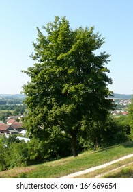 Norway Maple