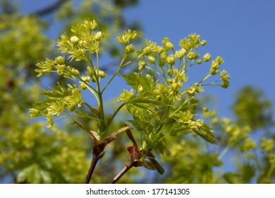 Norway Maple - Acer Platanoides