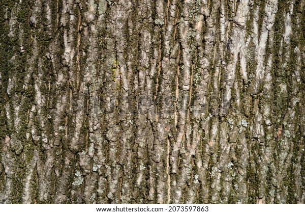 Norway Maple Bark Detail Latin Name Stockfoto Redigera Nu