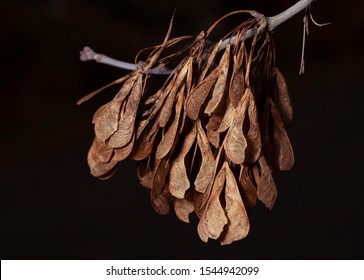 Norway Maple Fruit Seeds Samara