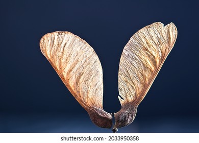 Norway maple. The fruit of the tree