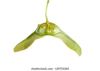 Norway Maple Seeds Isolated On White Stock Photo Shutterstock