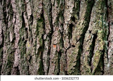 Norway Maple Tree Bark Pattern Stock Photo Shutterstock