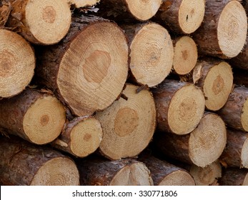 Norway Pine (Pinus Resinosa) Log Detail