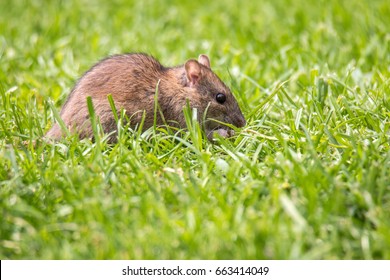 Norway rat in the garden between grass blades