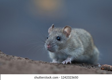 Norway Rat Images Stock Photos Vectors Shutterstock