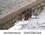 norway rat, rattus norvegicus, sitting in a wet street near the curb