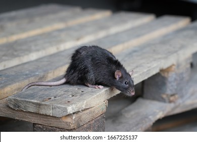 norway rat, rattus norvegicus, sitting on a wooden pallet