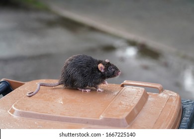 norway rat, rattus novegicus, on a garbage can, background wet street