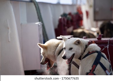 Norway, Spitsbergen, March 10, 2018: Husky dogs traveling on a ship in the Arctic on Spitsbergen.