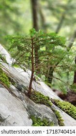 Norway Spruce Bonsai Grown On Stone