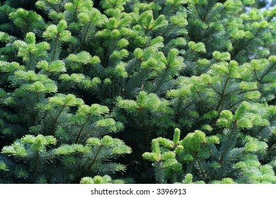 Norway Spruce Branch