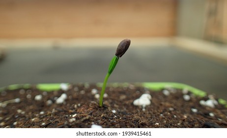 Picea Abies Seedlings Images Stock Photos Vectors Shutterstock