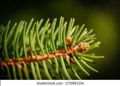 Norway Spruce Tree Branch With Green Needles