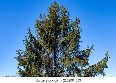 Norway spruce tree in early spring.