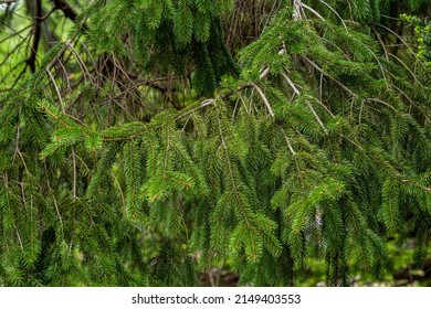 Norway Spruce Tree In Early Spring.